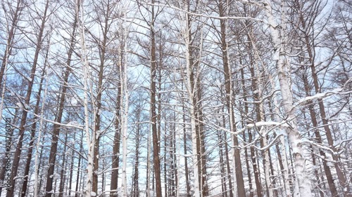 Falling snow in winter season around park with snow covered trees
