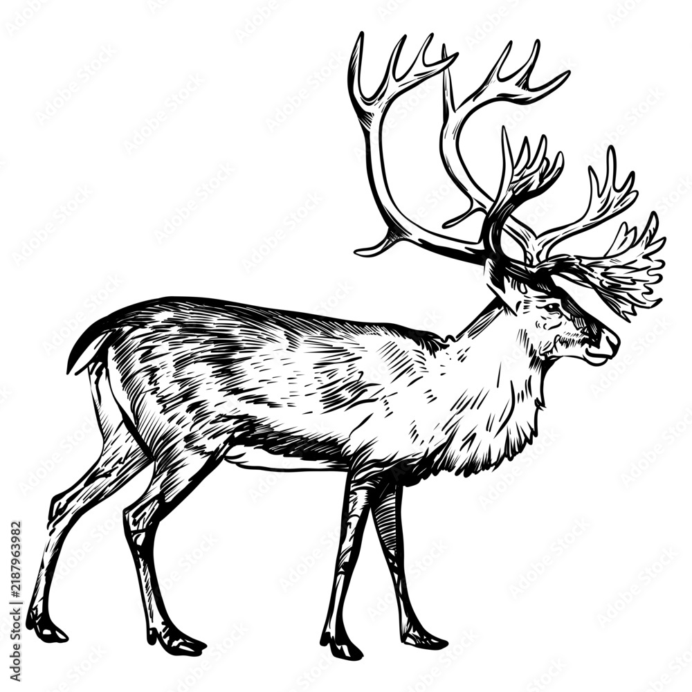 Obraz premium Hand drawn reindeer illustration with antlers, engraving style vector sketch of a walking caribou, isolated design for wildlife and Christmas concepts.