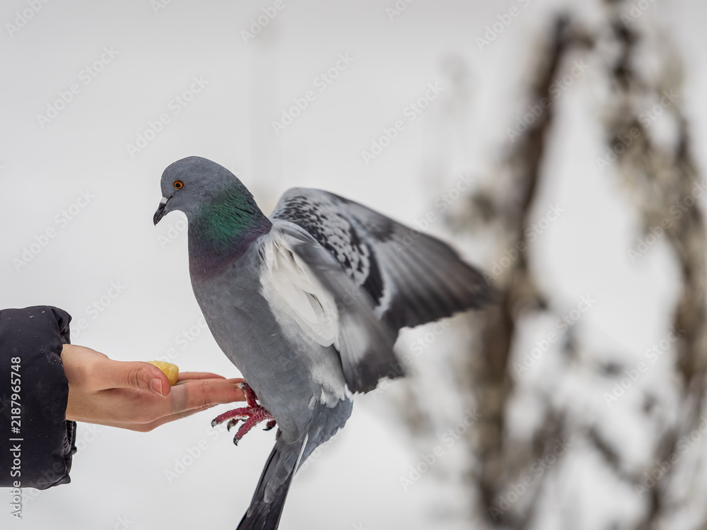 Obraz premium A colourful pigeon feeding from a hand of a man.