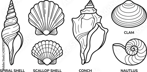 Set of hand drawn seashell line art icons including scallop, conch, and nautilus shells.