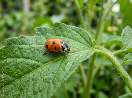 Red Spotted Ladybug Crawling on a Green Leaf in Nature