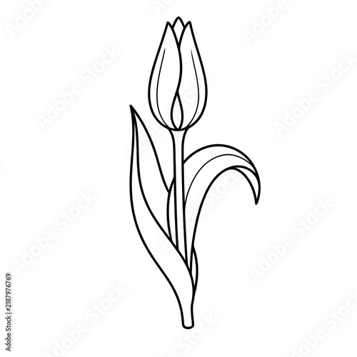 Tulip flower outline