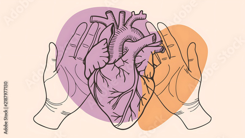 Human heart anatomy and cardiovascular health care. Cardiology medicine and organ donation. Open hands holding and protecting human heart