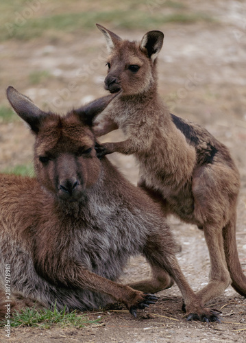 Obraz na plátně Mother kangaroo and joey interact affectionately in natural outdoor setting