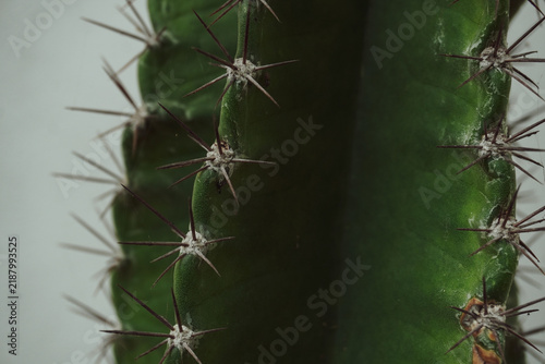Cuadro en lienzo Close up of dark green cactus stem with sharp brown thorns against minimal neutral wall, perfect for modern botanical and interior decor concepts