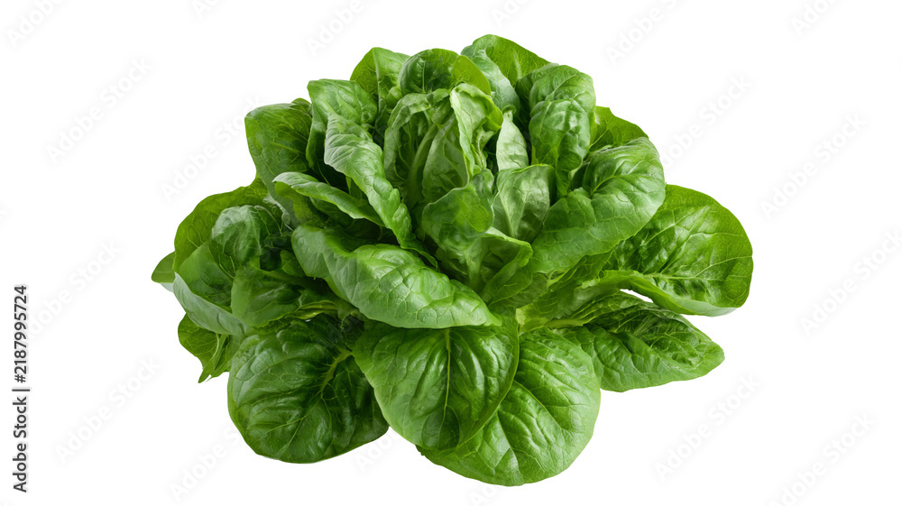 Fototapeta premium Fresh sorrel leaves with vibrant green color and natural leafy texture, isolated PNG on transparent background