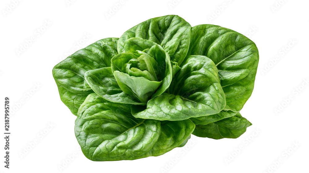 Obraz premium Fresh sorrel leaves with vibrant green color and natural leafy texture, isolated PNG on transparent background