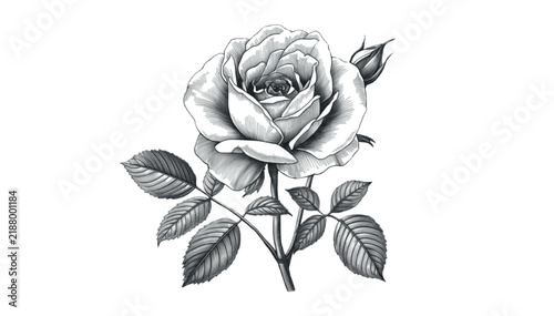 Rose blossom illustration with delicate petals and engraved leaves stands isolated against a pure white background.