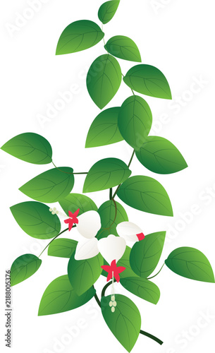 Elegant tropical flowering plant isolated on a clean background, suitable for botanical, gardening, floral, and nature-themed designs.