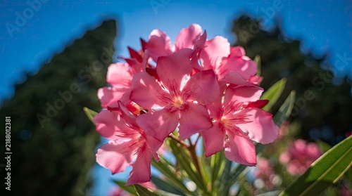 Pink oleander flowers blooming outdoors
