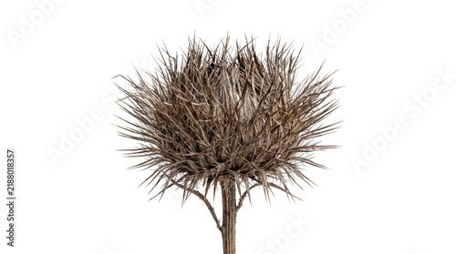 Spiky Dried Teasel Seed Head Isolated on Transparent Background. Macro Photography of Wild Dipsacus Plant for Autumn Botanical and Nature Designs