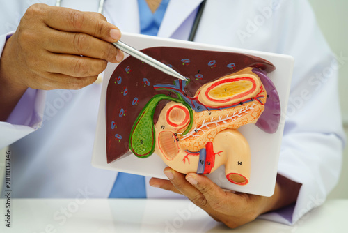 Принти на полотні Liver with gallbladder, pancreas spleen and duodenum, Asian doctor holding human anatomy model for study diagnosis and treatment in hospital