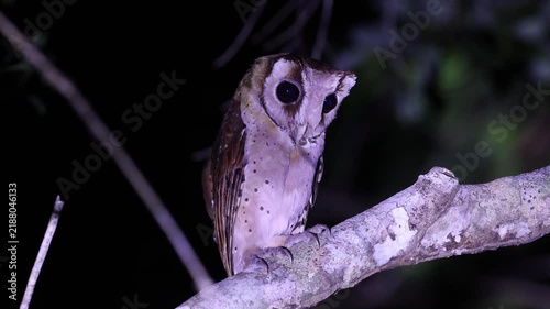oriental bay owl is a type of bay owl, usually classified with barn owls