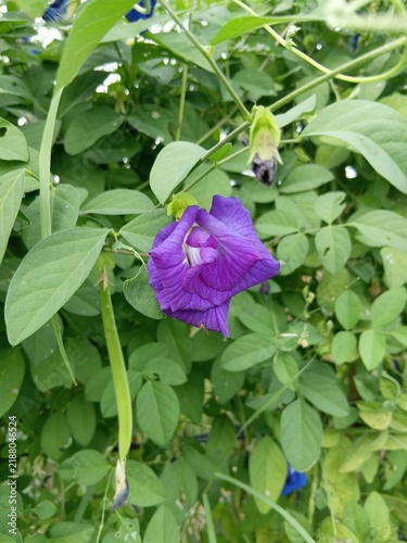 Obraz na płótnie Vibrant Purple Butterfly Pea Flower Blooming Among Lush Green Leaves In A Natura
