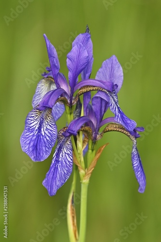 Siberian iris (Iris sibirica), flower, Canton Zug, Switzerland