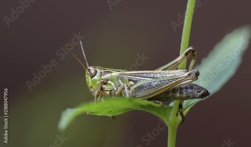 Acrididae, Caelifera, field locust, gomphocerinae, heather grasshopper, short feeler, stenobothrus stigmaticus, female, grasshopper, grasshopper, grasshopper, insects, lesser mottled grasshopper, female