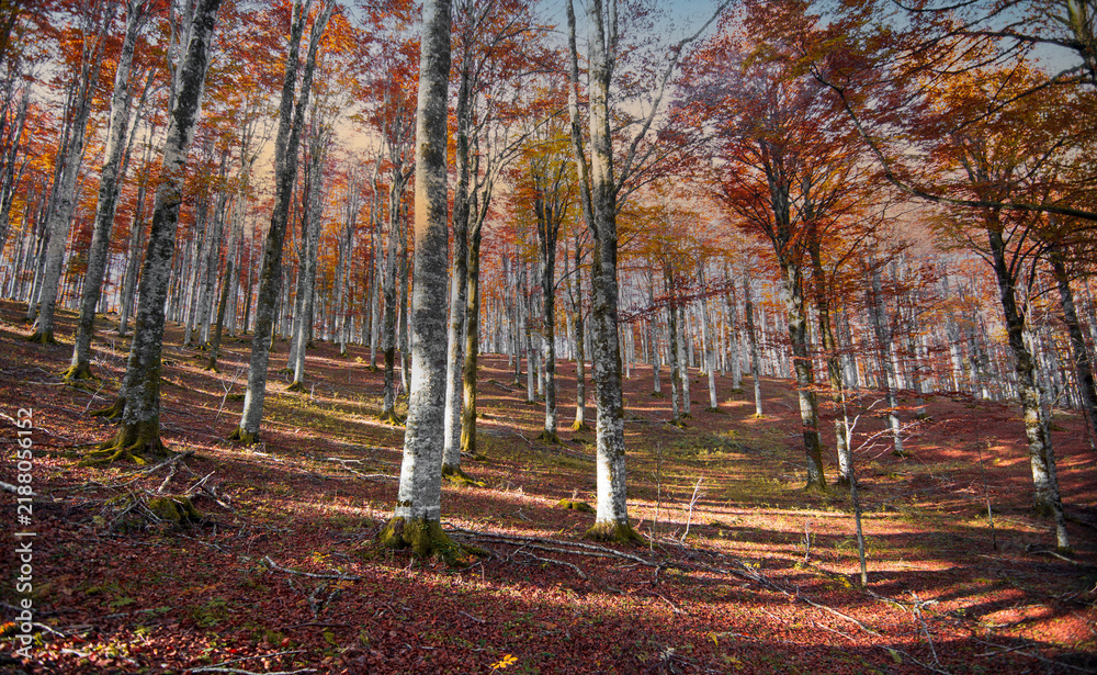Obraz premium When the last rays of the sun set fire to the golden foliage of the autumn forest