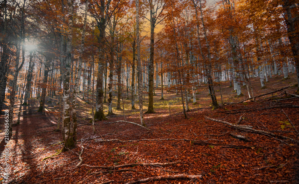 Obraz premium When the evening falls gently and lights up the magic of the foliage in the woods