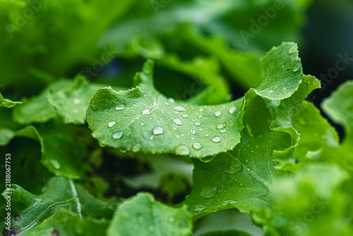 Crystal Dew Drops on Fresh Green Lettuce Leaves in a Lush Organic Garden