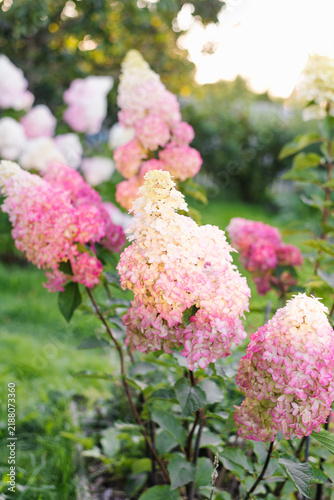 Hydrangea Paniculata Fraise Melba Flowers Garden