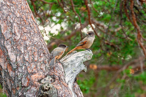 Pair of Siberian Jays in a nordic old growth forest