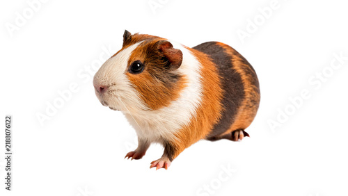 Foto Cute domestic ginger and white guinea pig sitting isolated lovely rodent pet ani
