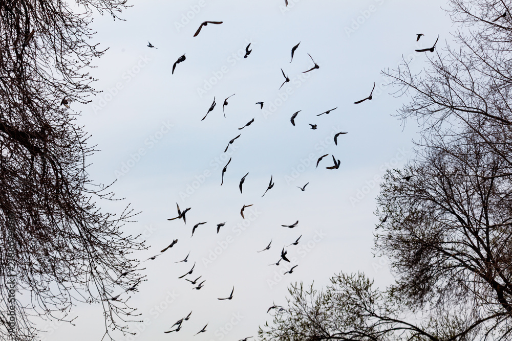 Fototapeta premium Silhouettes of birds fly above bare tree branches