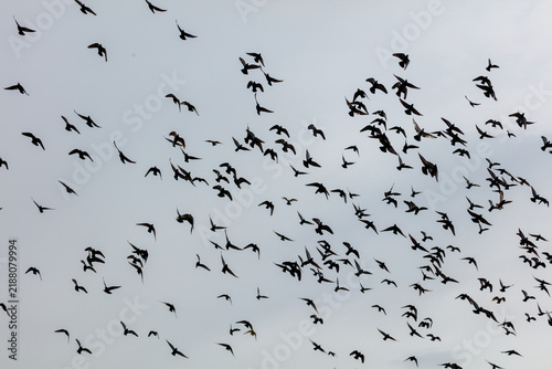 Black birds soar in dense, scattered formation against pale sky
