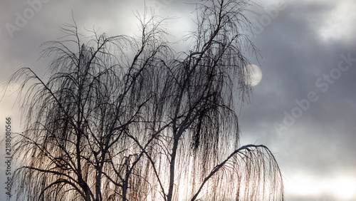 Quadro su tela Silhouetted willow branches reach skyward