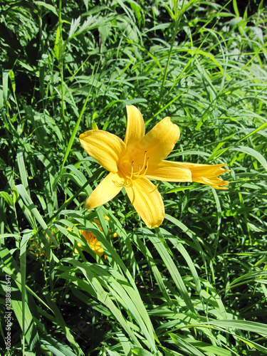 Plakat w ramie Yellow daylily blooming among green grasses in the mountains
