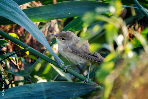 Common reed warbler (Acrocephalus scirpaceus) perched in a reed bed.