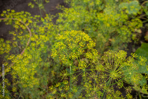 Fotografía Fresh green dill flower umbels growing in a sunny garden bed