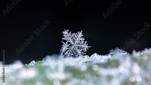 snowflakes, winter card, crystals of snow
