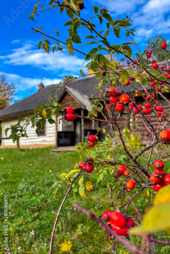 Golden autumn colors light up the countryside among old wooden houses and ancient churches in Ukraine, creating a warm nostalgic atmosphere.