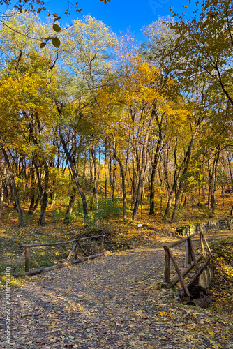 Golden autumn colors light up the countryside among old wooden houses and ancient churches in Ukraine, creating a warm nostalgic atmosphere.