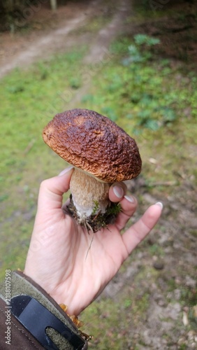 Obraz na płótnie mushroom cep in the hand