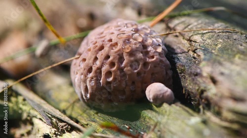 Fungus featuring a pitted surface and small water droplets, thriving on a decaying log amidst pine needles and moss on the forest floor, representing decomposition and life cycles in nature