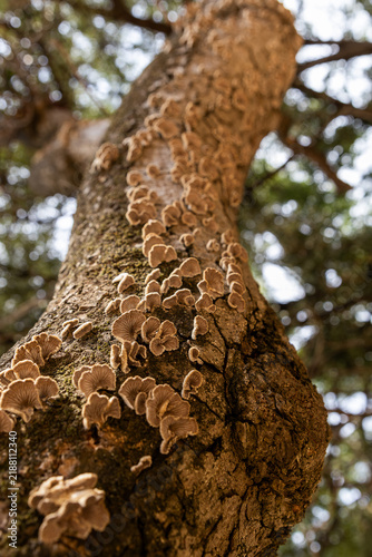 Obraz na płótnie Autumn Fungi Growing on Tree Bark in Forest, Mushrooms, Decomposition, Woodland