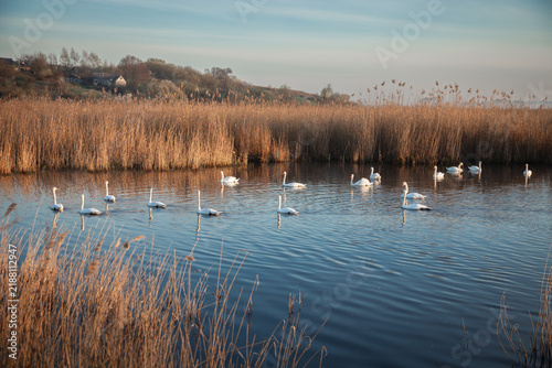Beautiful white swans swimming on a calm pond at sunrise. Misty morning landscape.