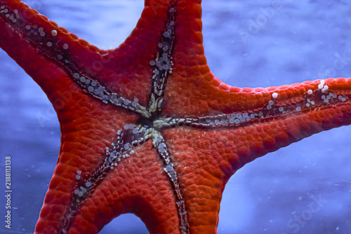 Bild auf Leinwand Close-up of a vibrant red starfish showing its textured underside and tube feet