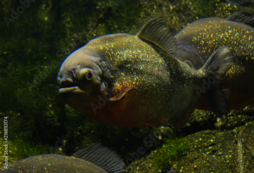 Konstfotografi Red-bellied piranha swimming with other fish in dark freshwater, displaying its