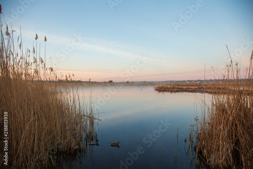 Two wild ducks swimming on a calm lake surrounded by tall reeds at dusk. Peaceful wetland landscape with still water, soft pastel sky and reflections, creating a tranquil natural atmosphere.