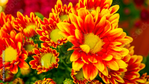 Foto Fresh orange chrysanthemums with yellow edges in full bloom during sunny day