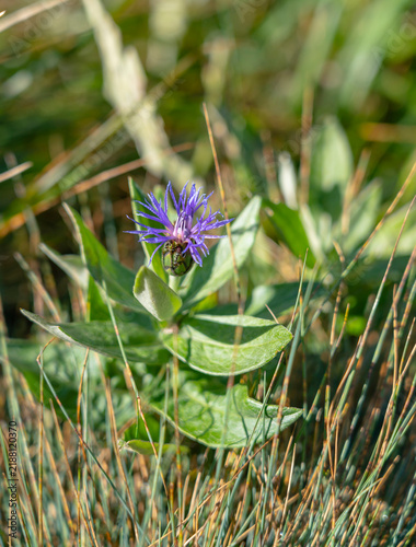 Foto Centaurea mollis Waldst