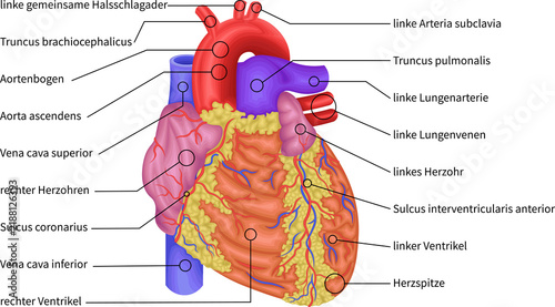 Human Heart Anatomy, Anterior View Showing Aorta, Pulmonary Arteries, Veins and Ventricles