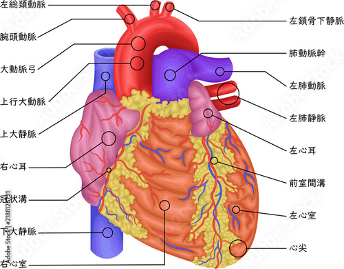 Human Heart Anatomy, Anterior View Showing Aorta, Pulmonary Arteries, Veins and Ventricles