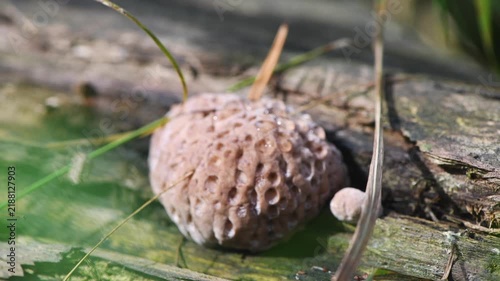 Fungus featuring a pitted surface and small water droplets, thriving on a decaying log amidst pine needles and moss on the forest floor, representing decomposition and life cycles in nature