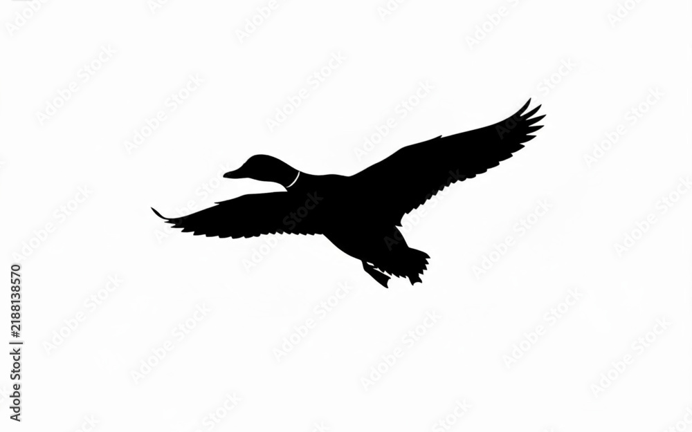 Obraz premium Silhouette of a flying duck against a white background, a symbol of nature and freedom in wildlife