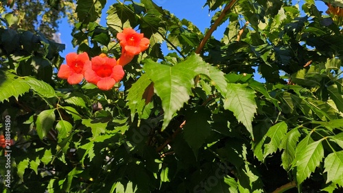 Konstfotografi Vibrant orange trumpet vine flowers (Campsis radicans) blooming among lush green pinnate leaves against a clear blue sky background