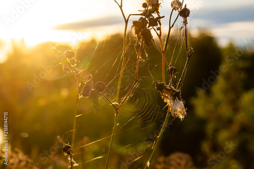 Intricate spider web glistening between dried field flowers at golden hour, soft sunset light illuminating delicate silk threads in a peaceful autumn meadow against a warm blurred background